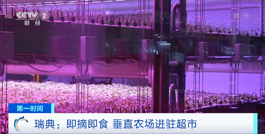 蔬菜即摘即食！瑞典垂直農(nóng)場(chǎng)進(jìn)駐超市