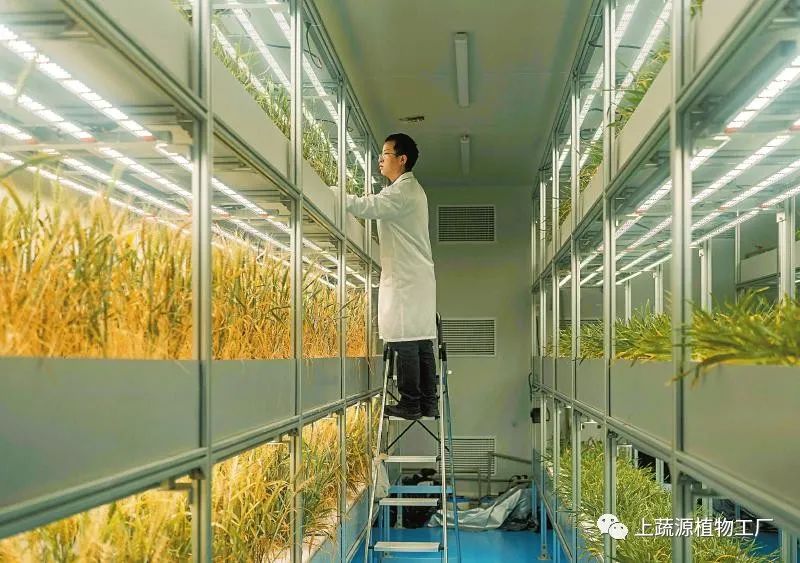 植物工廠快速育出優(yōu)種“尖子生”