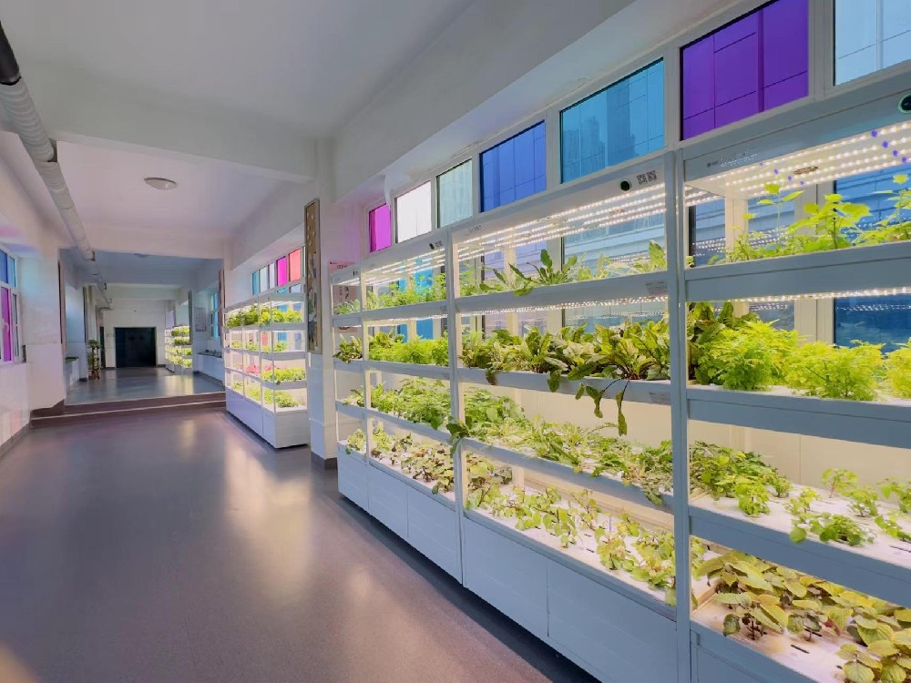 【上蔬源·校園智慧農場】助力保利啟新小學“水培”種植添新綠,新式勞動美校園