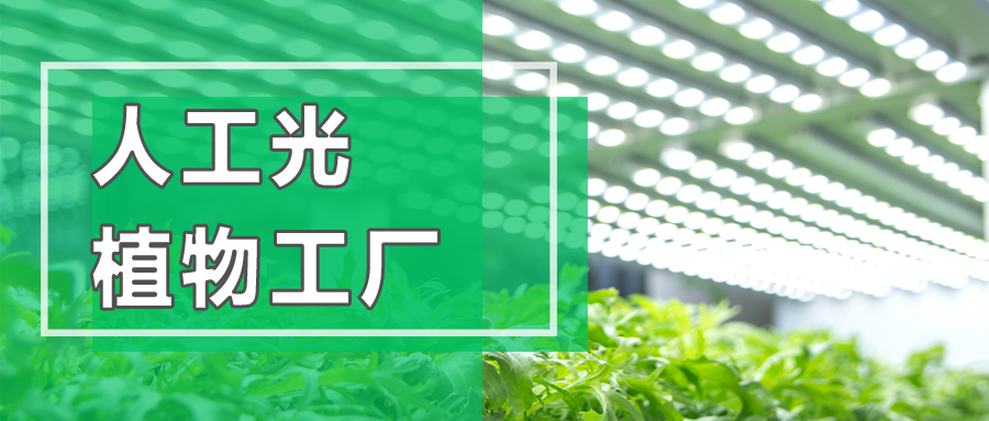 奇跡！它打破了中國幾千年的種植方式，產(chǎn)量竟能飚增60倍！