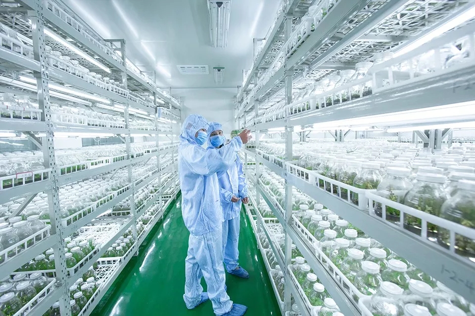 見證奇跡！這項(xiàng)技術(shù)打破了中國幾千年的蔬菜種植方式，產(chǎn)量翻倍！
