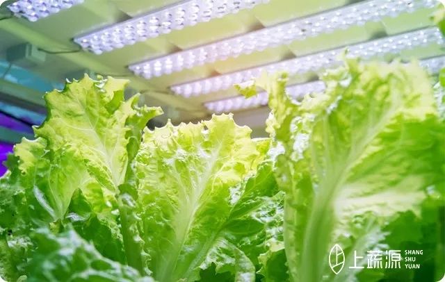 神奇的LED植物生長燈！
